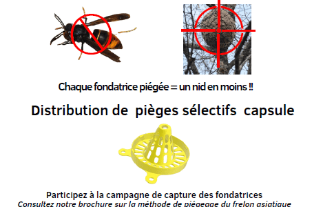 Frelons Asiatiques : Piégeage de printemps