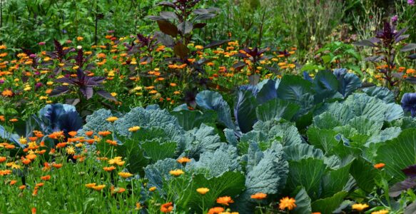 Soupe aux choux organisée par le Comité des Fêtes – Dimanche 17 mars à la salle d’animation