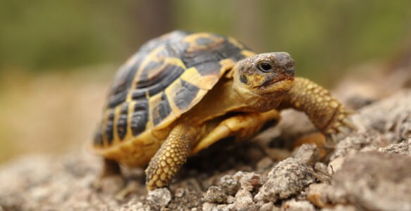 Tortue de terre disparue