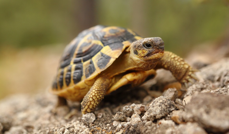 20240411-Tortue-De-Terre.jpg