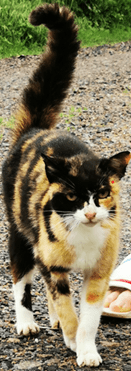 20240607-CHAT-A-ADOPTER