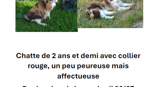 Chat perdu dans le secteur La Conche