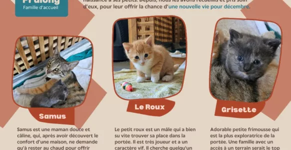 Chats à adopter