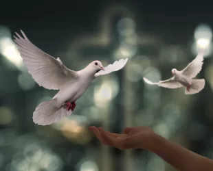 Colombe-Paix-1920x1280