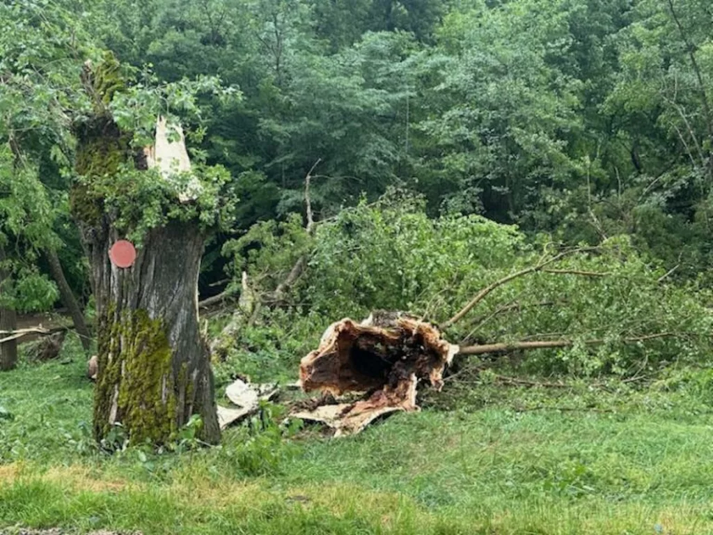 20250605-Orage-Devastateur-Arbre