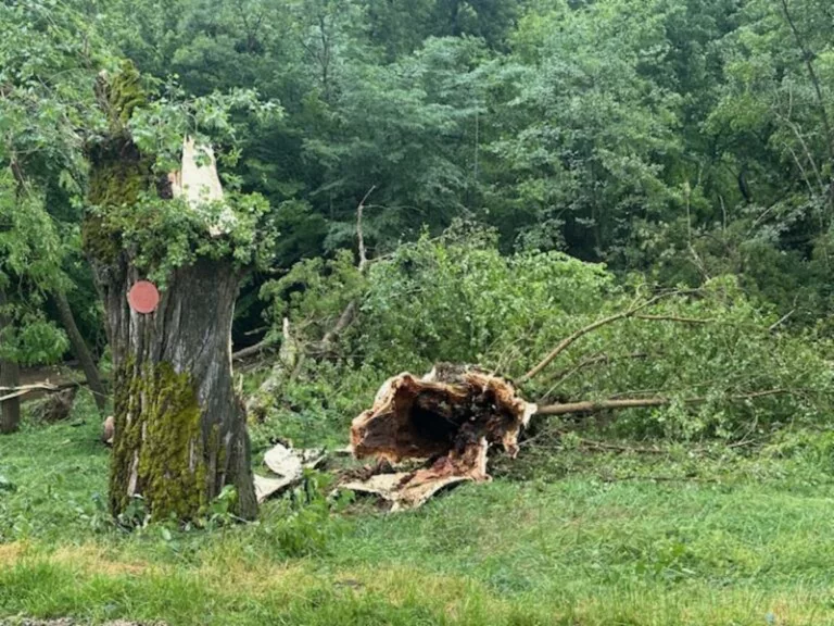 Un orage dévastateur, Saint-Médard en état de choc 4 20250605-Orage-Devastateur-Arbre