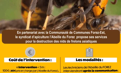 Destruction des nids de frelons asiatiques
