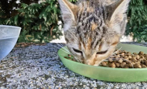Chaton recueilli rue Froide