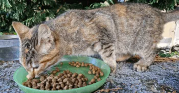20251007-Chaton-Recueilli-Rue-Froide-3