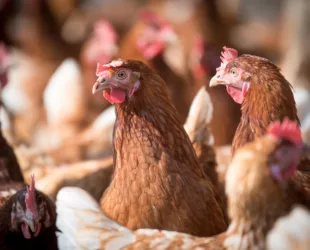 Poules-Elevage-1280x854