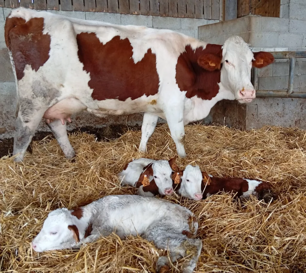 Un évènement rare, naissance de triplés au GAEC de Savie 1 20251130-Vache-Triples-GAEC-Savie