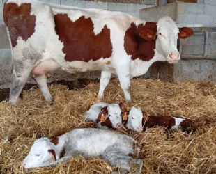 20251130-Vache-Triples-GAEC-Savie