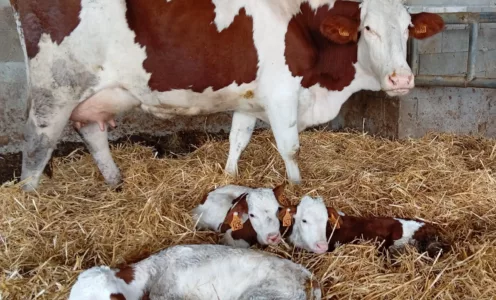 Un évènement rare, naissance de triplés au GAEC de Savie