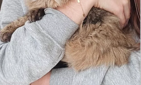 Chatte disparue : Famille Lemoine