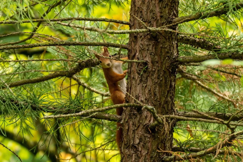 Sapin-Ecureuil-1920x1279