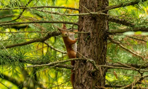 Parc à sapins du 5 au 18 janvier 2026