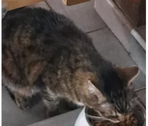 20260403-Chat-Perdu-Famille-Langevin