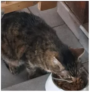 Chat perdu : Famille Langevin