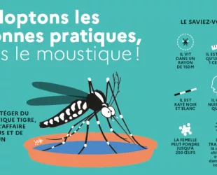 20260420-Moustique-Tigre