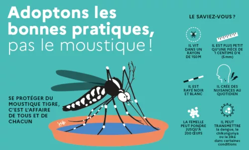 Moustique tigre : agissons dès maintenant pour un été 2026 plus tranquille