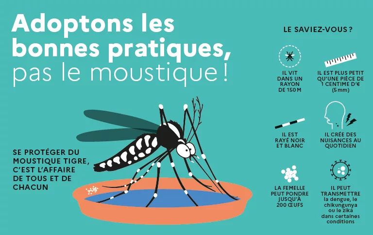 Moustique tigre : agissons dès maintenant pour un été 2026 plus tranquille