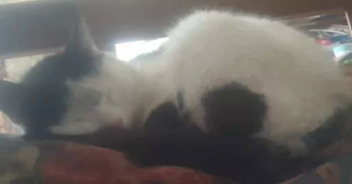 Chat disparu au domaine des Poètes