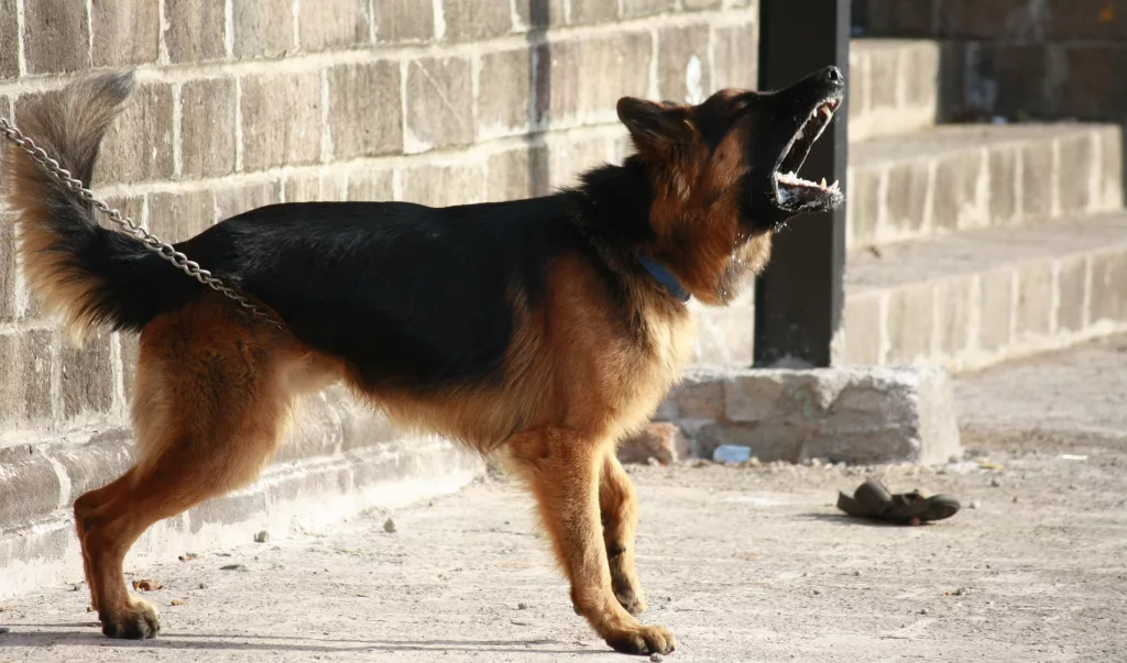 Chien-Berger-Allemand-1920x1130