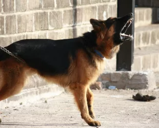 Chien-Berger-Allemand-1920x1130