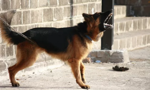 CHIEN EN DIVAGATION : Berger Allemand