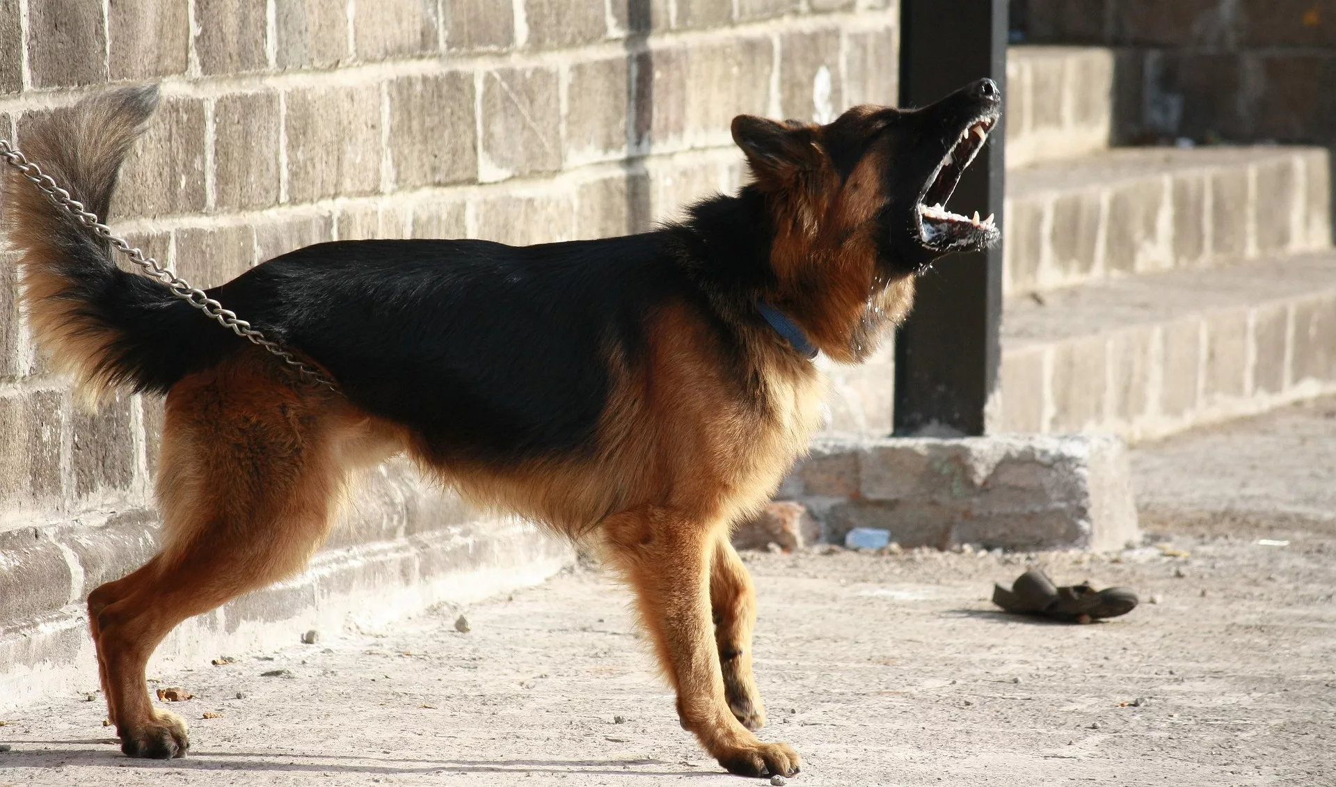 CHIEN EN DIVAGATION : Berger Allemand