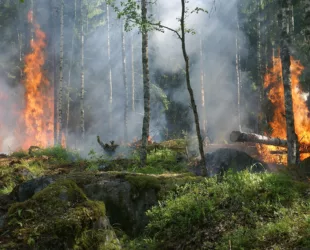 Foret-Feu-1920x1253