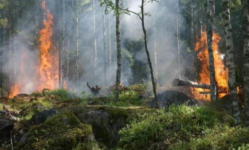 Risque de feux de forêt : le Préfet de la Loire prend des mesures temporaires de restriction